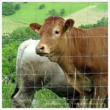 Clôture de prairies de la ferme de bovins premium